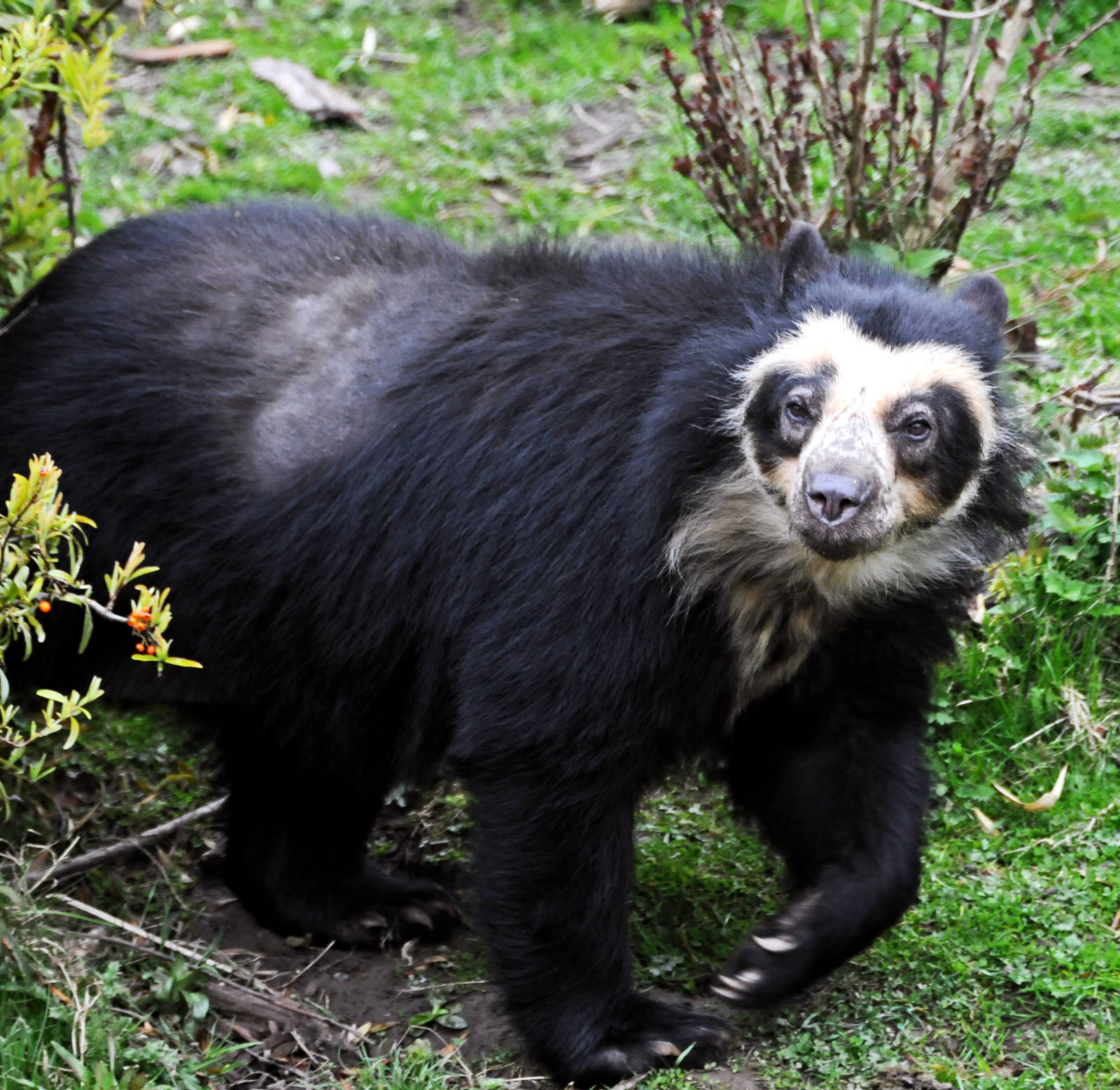 Spectacled Bear