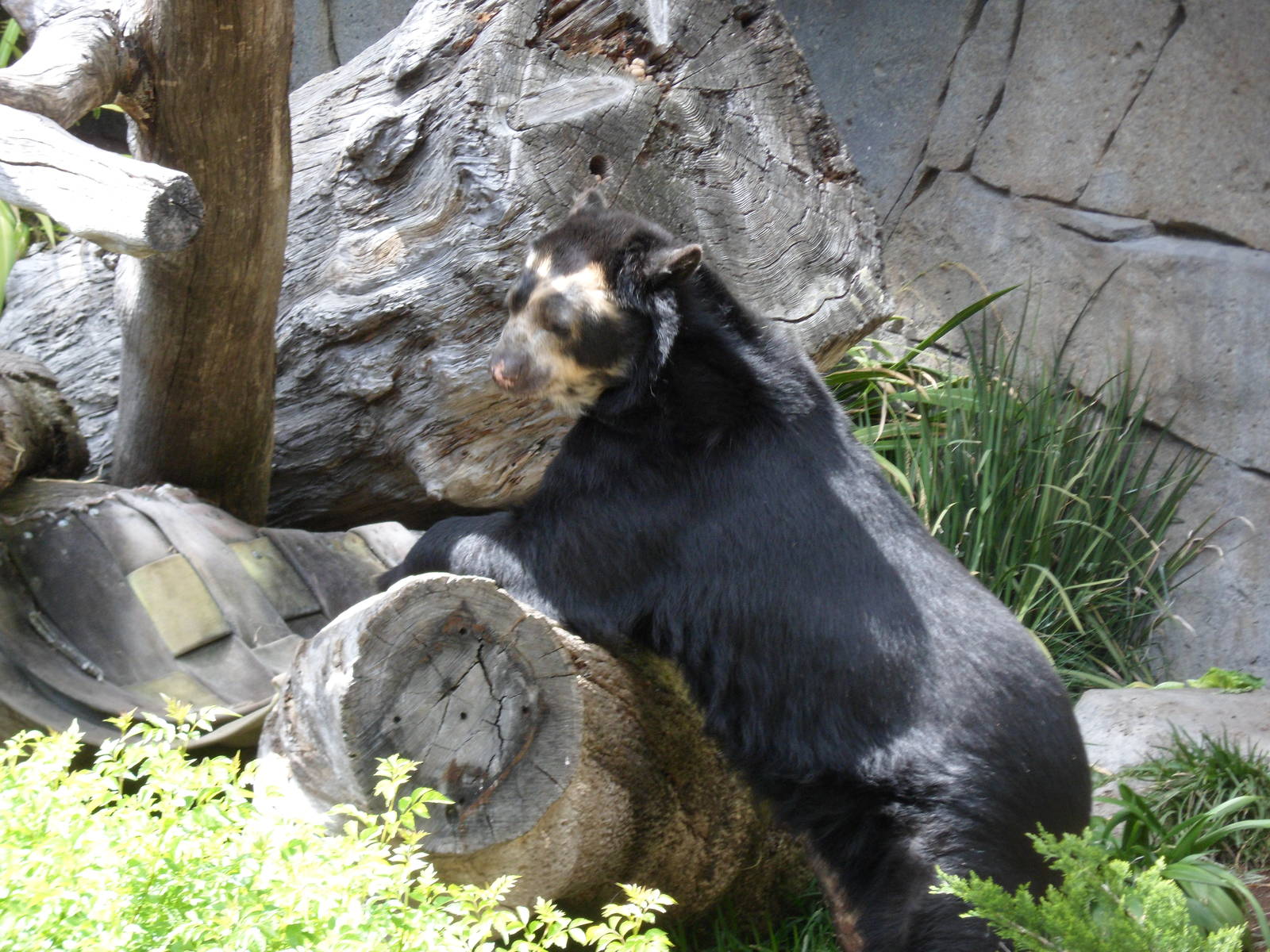 Spectacled Bear