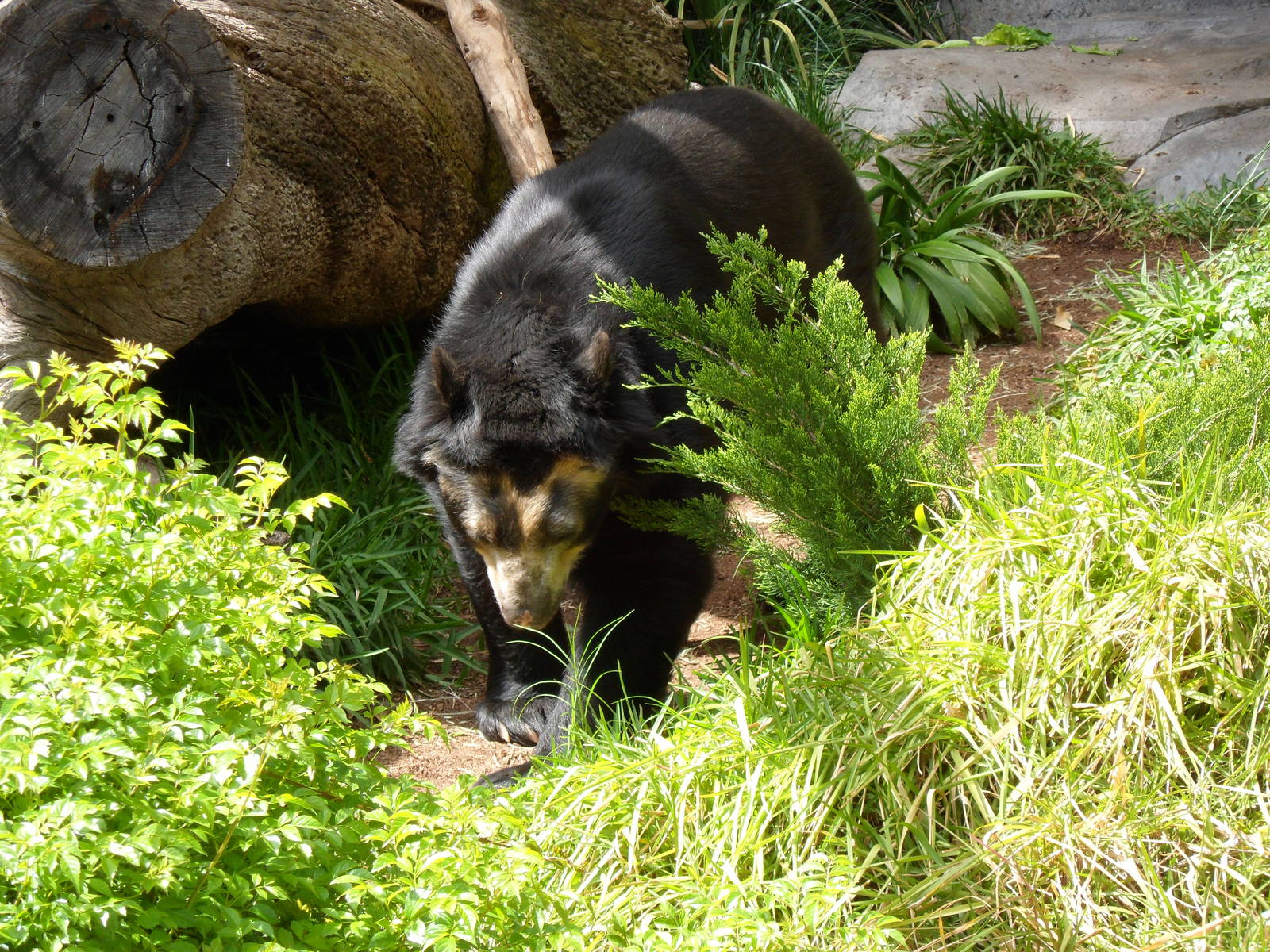 Spectacled Bear