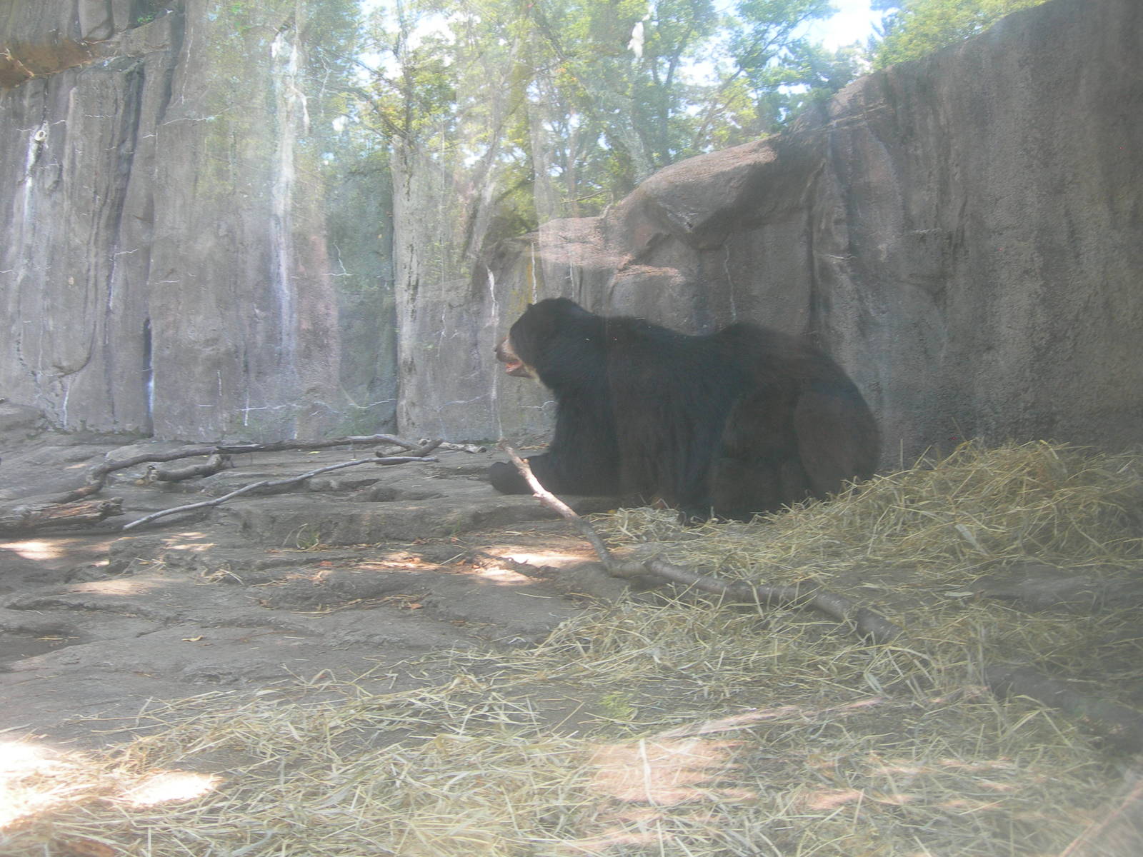 Spectacled Bear
