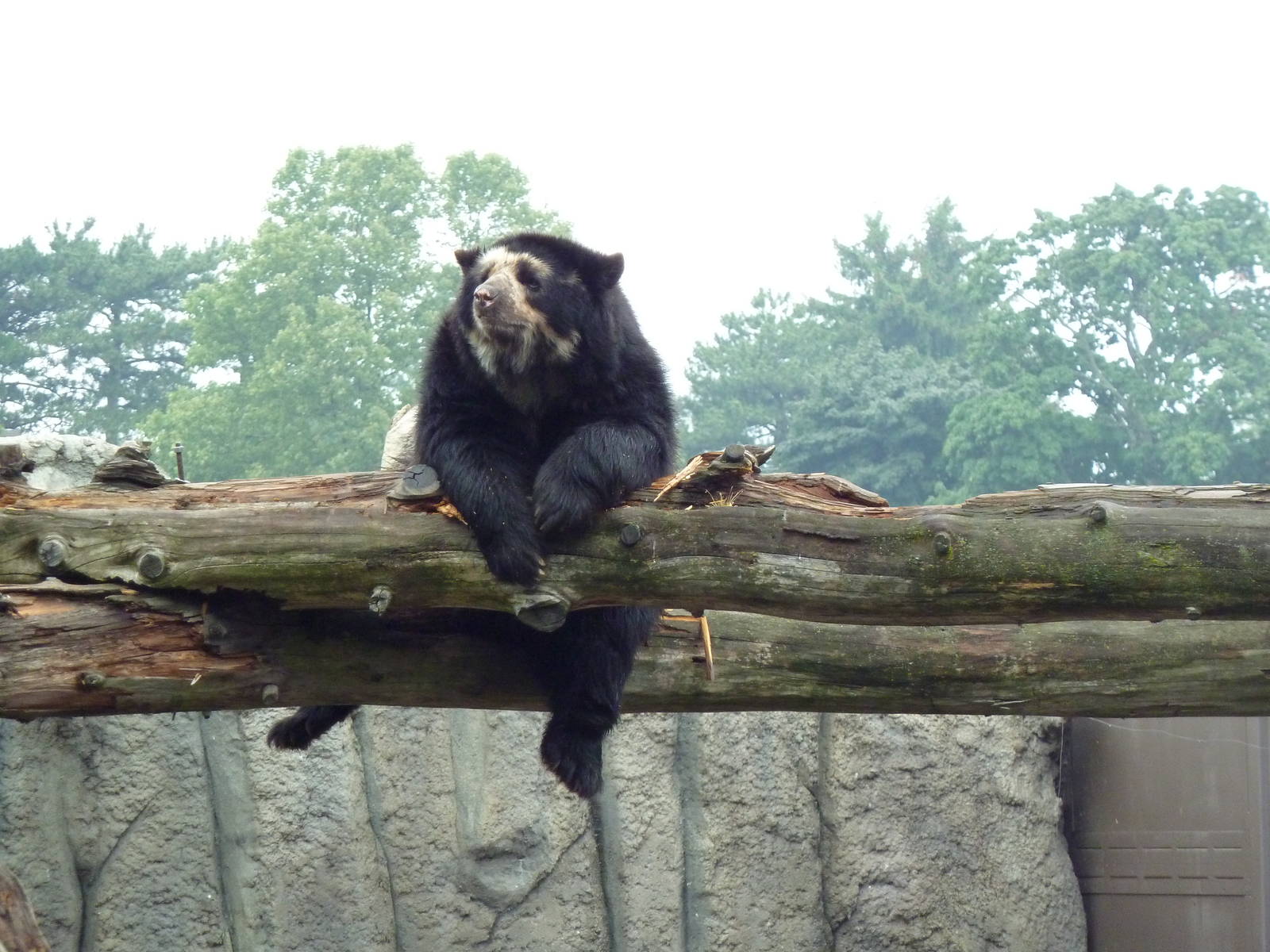 Spectacled Bear