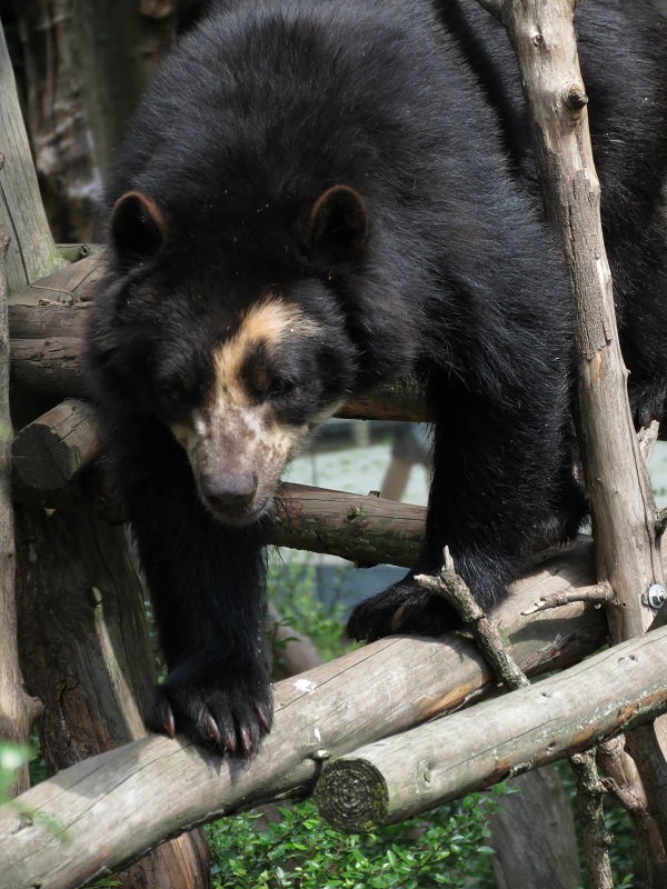 Spectacled Bear