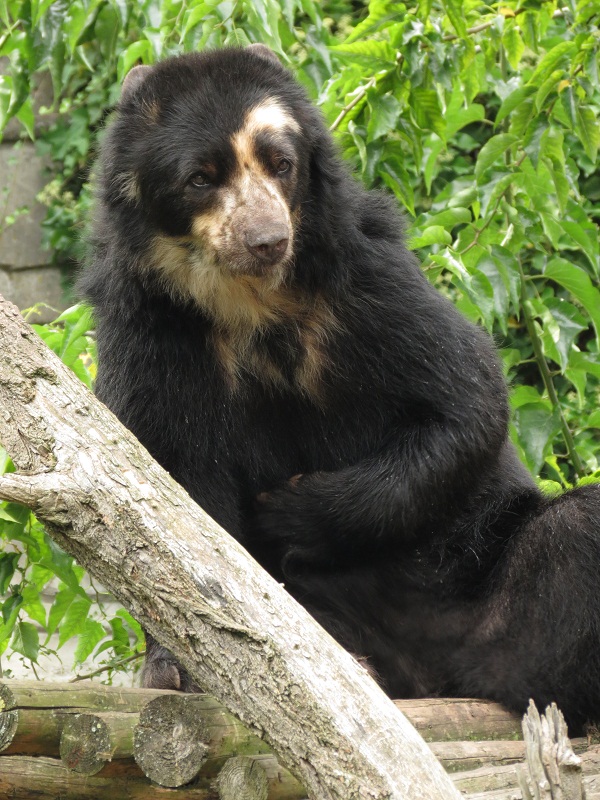 Spectacled Bear