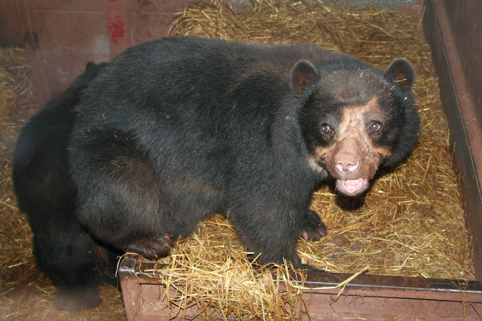 Spectacled bear