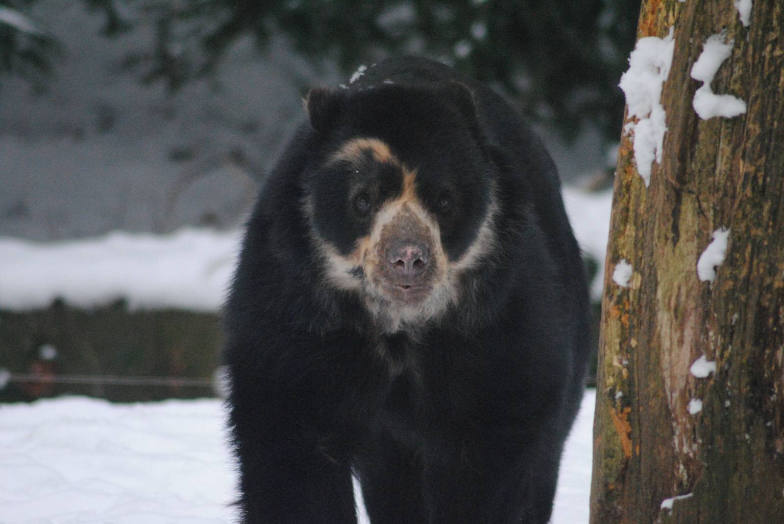 Spectacled bear