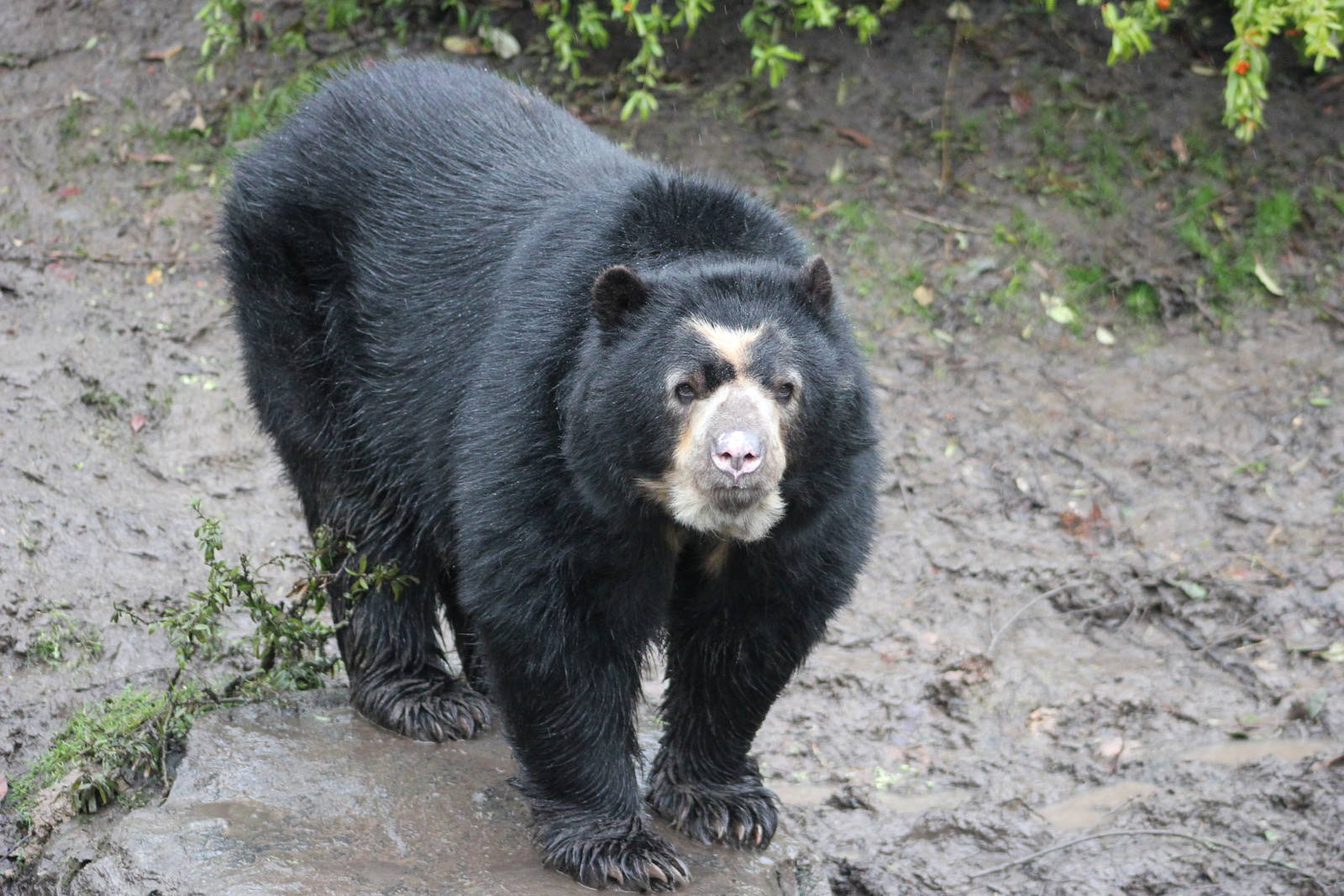 Spectacled bear