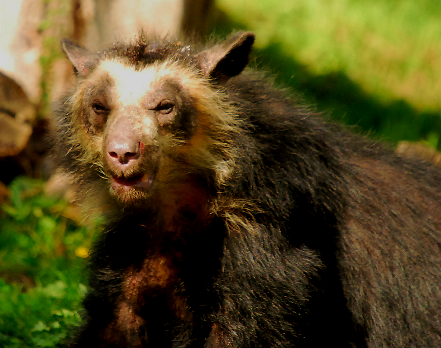 SPECTACLED BEAR