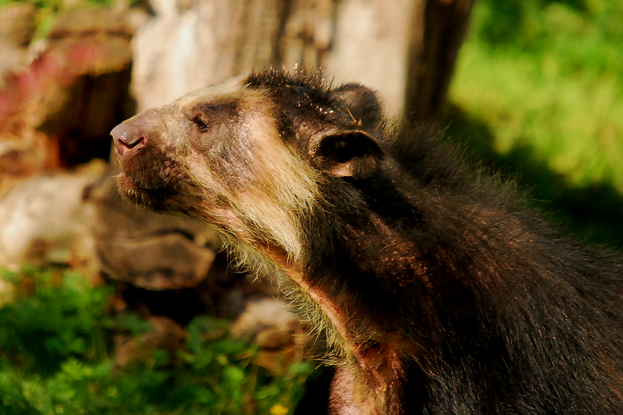 SPECTACLED BEAR
