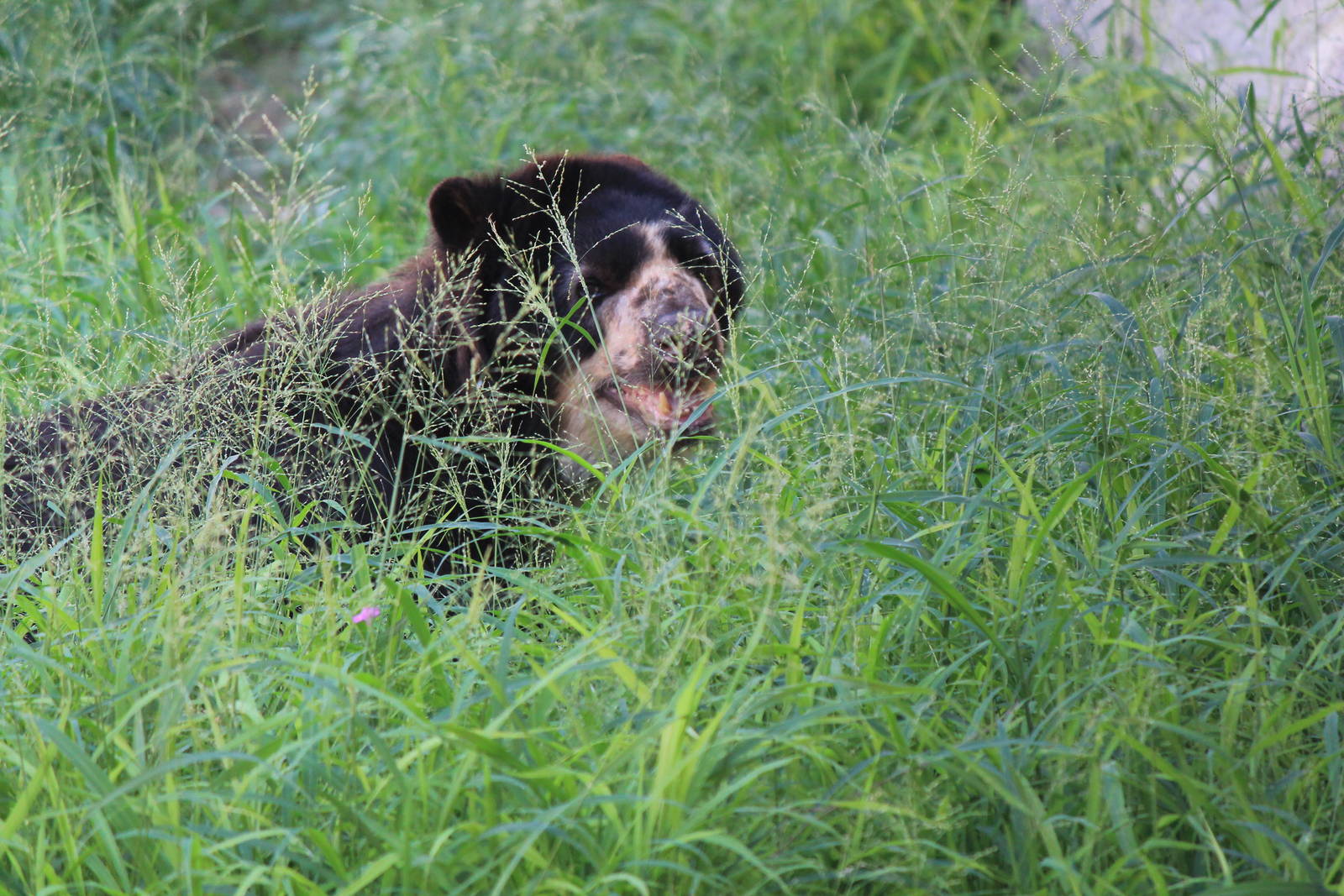 Spectacled Bear