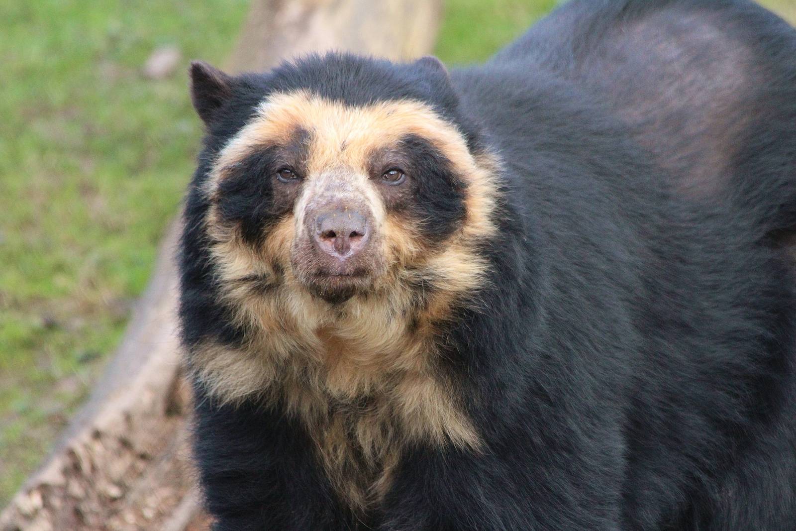 Spectacled Bear