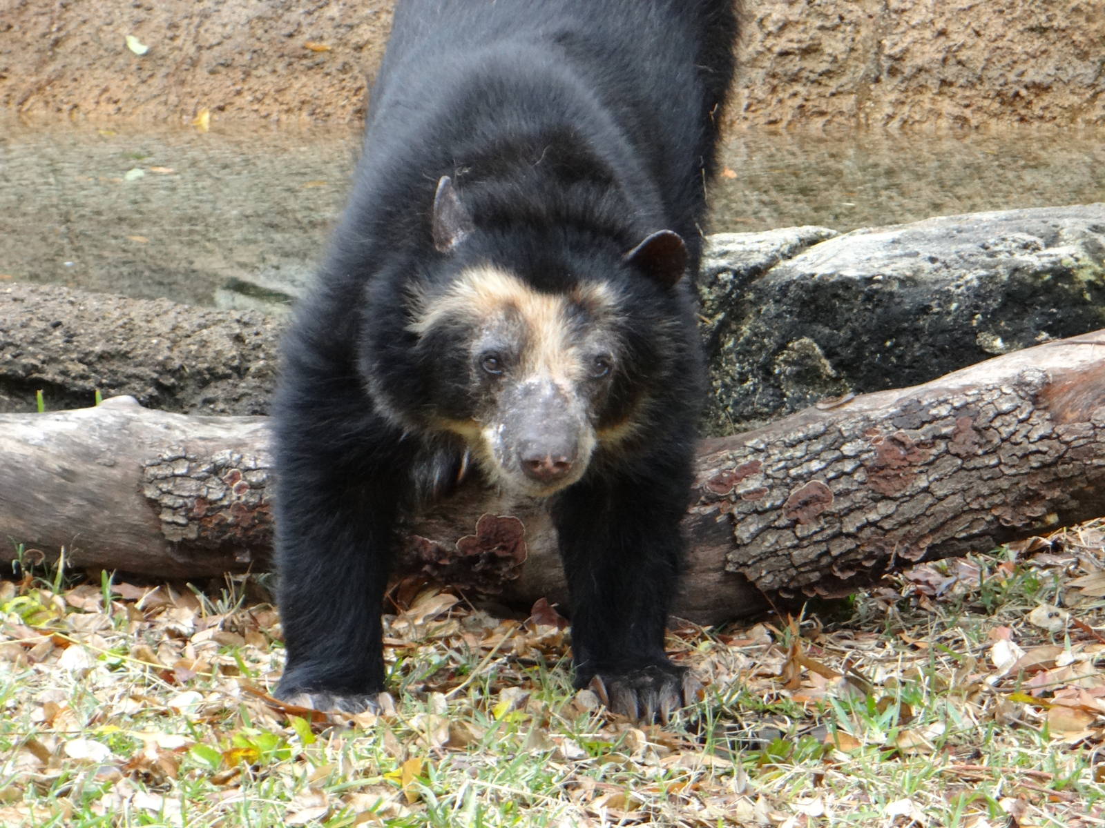 Spectacled bear