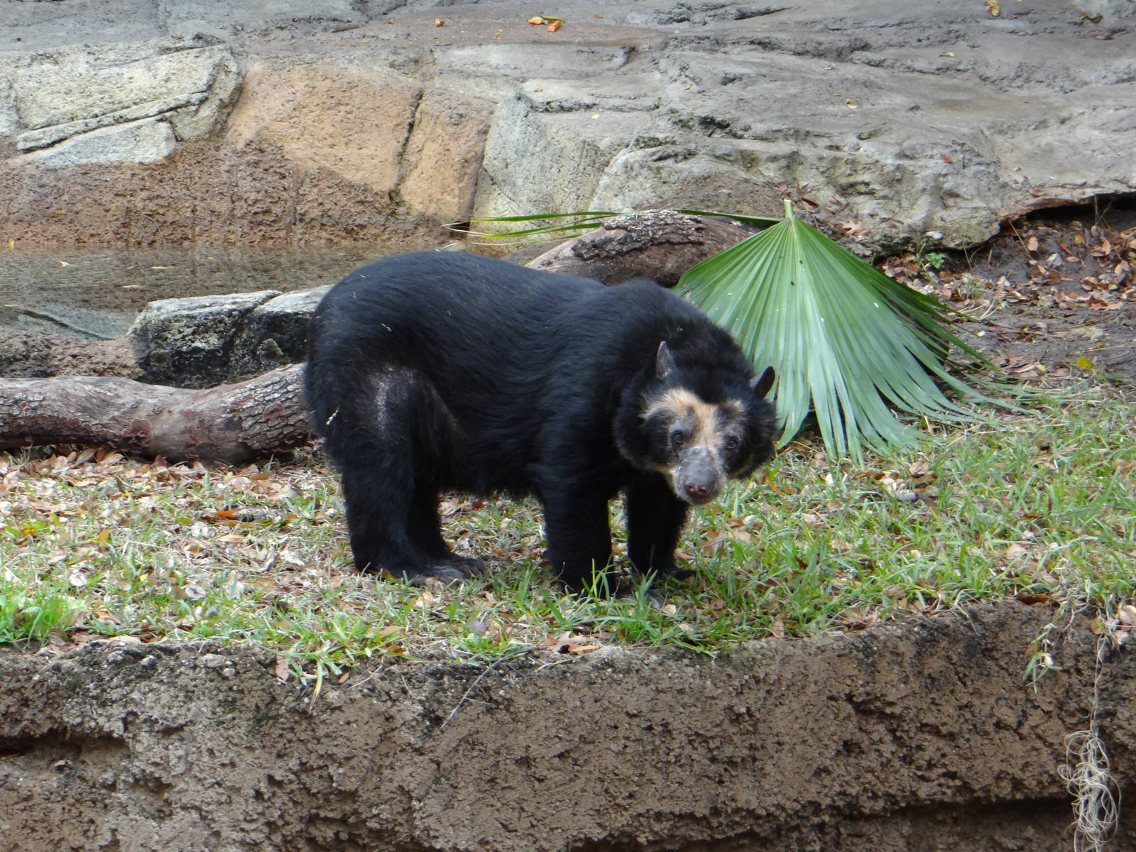 Spectacled bear