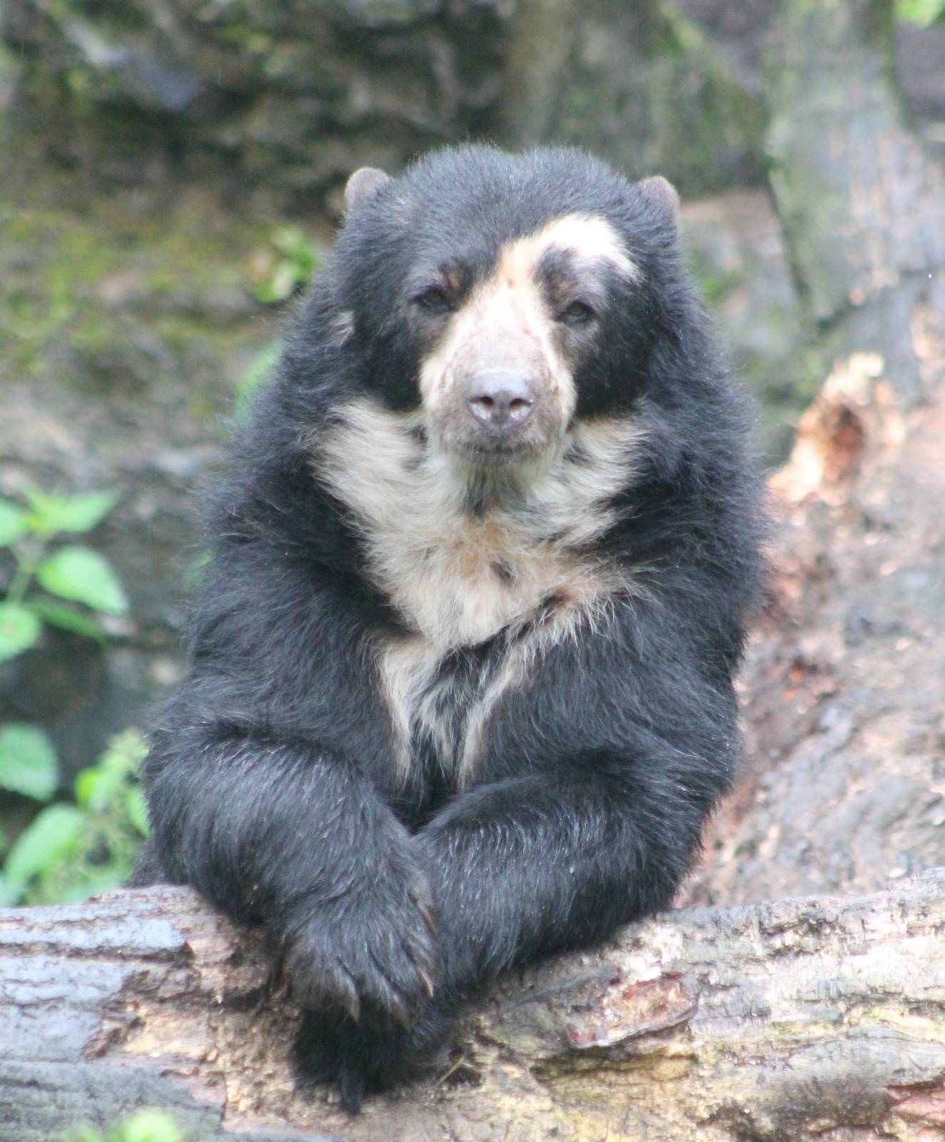 Spectacled bear