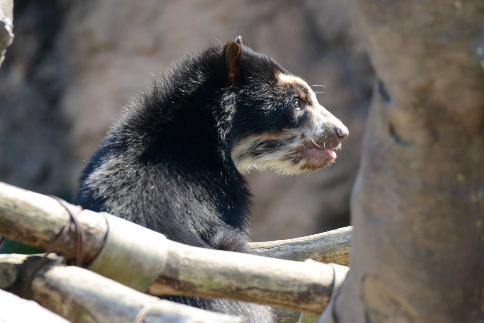Spectacled bear