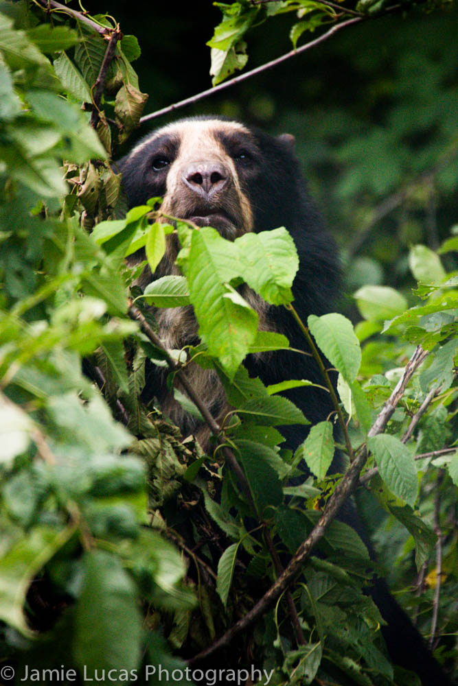Spectacled Bear