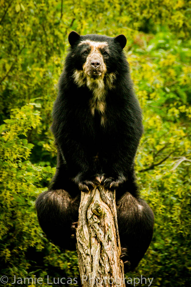Spectacled Bear