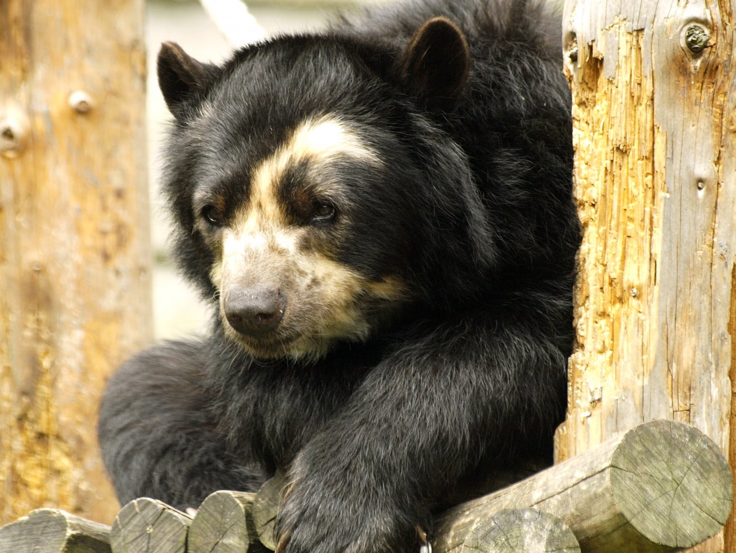 Spectacled bear