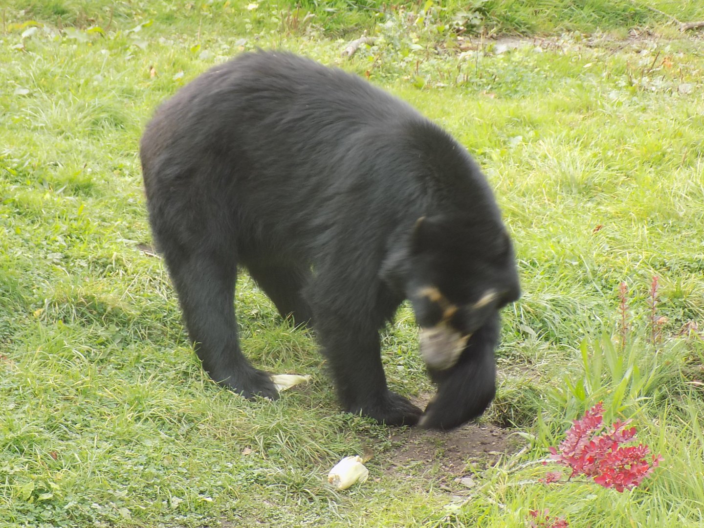 Spectacled Bear