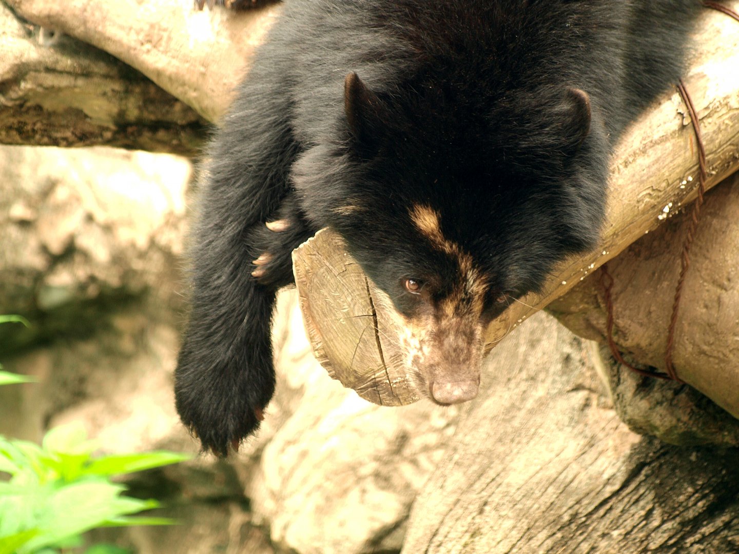 Spectacled bear