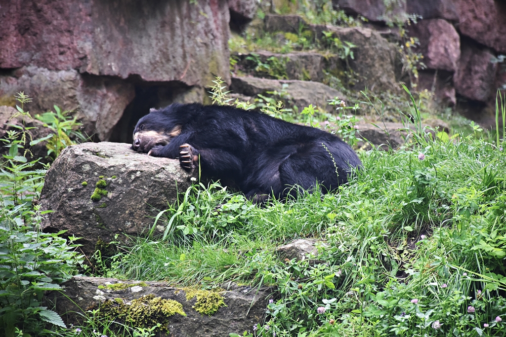 Spectacled bear