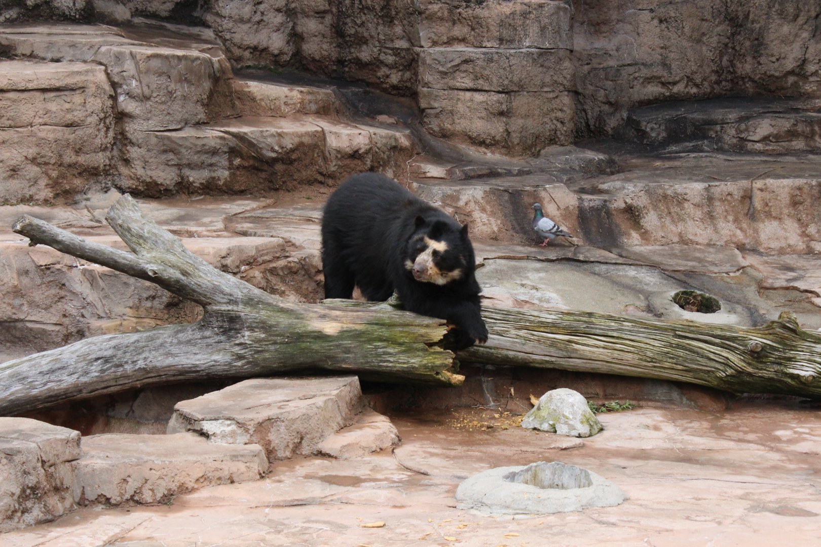 Spectacled bear