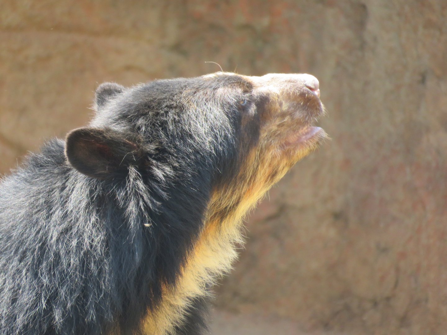 Spectacled bear