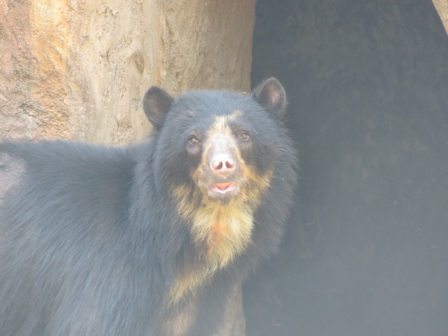 Spectacled bear