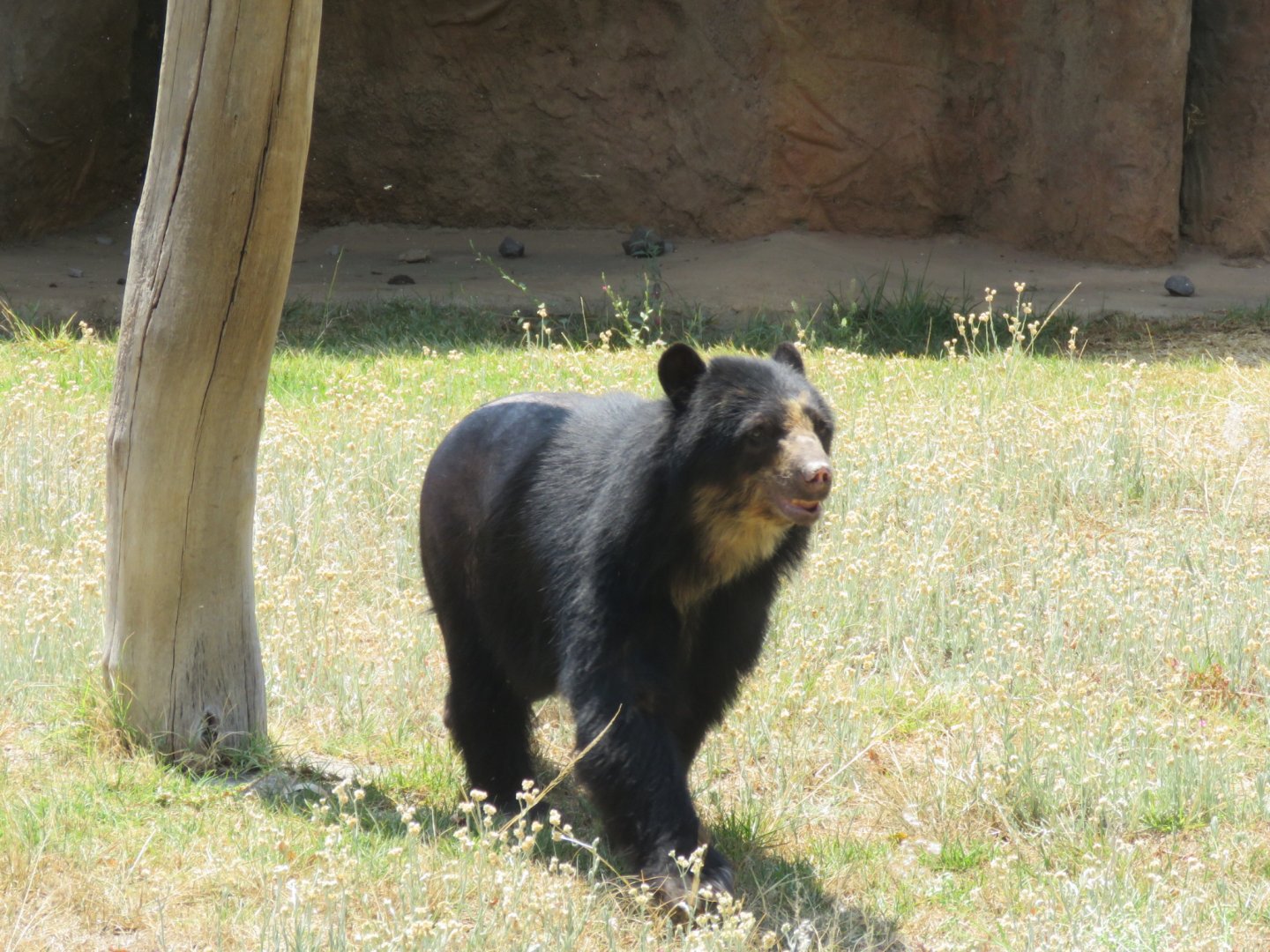 Spectacled bear