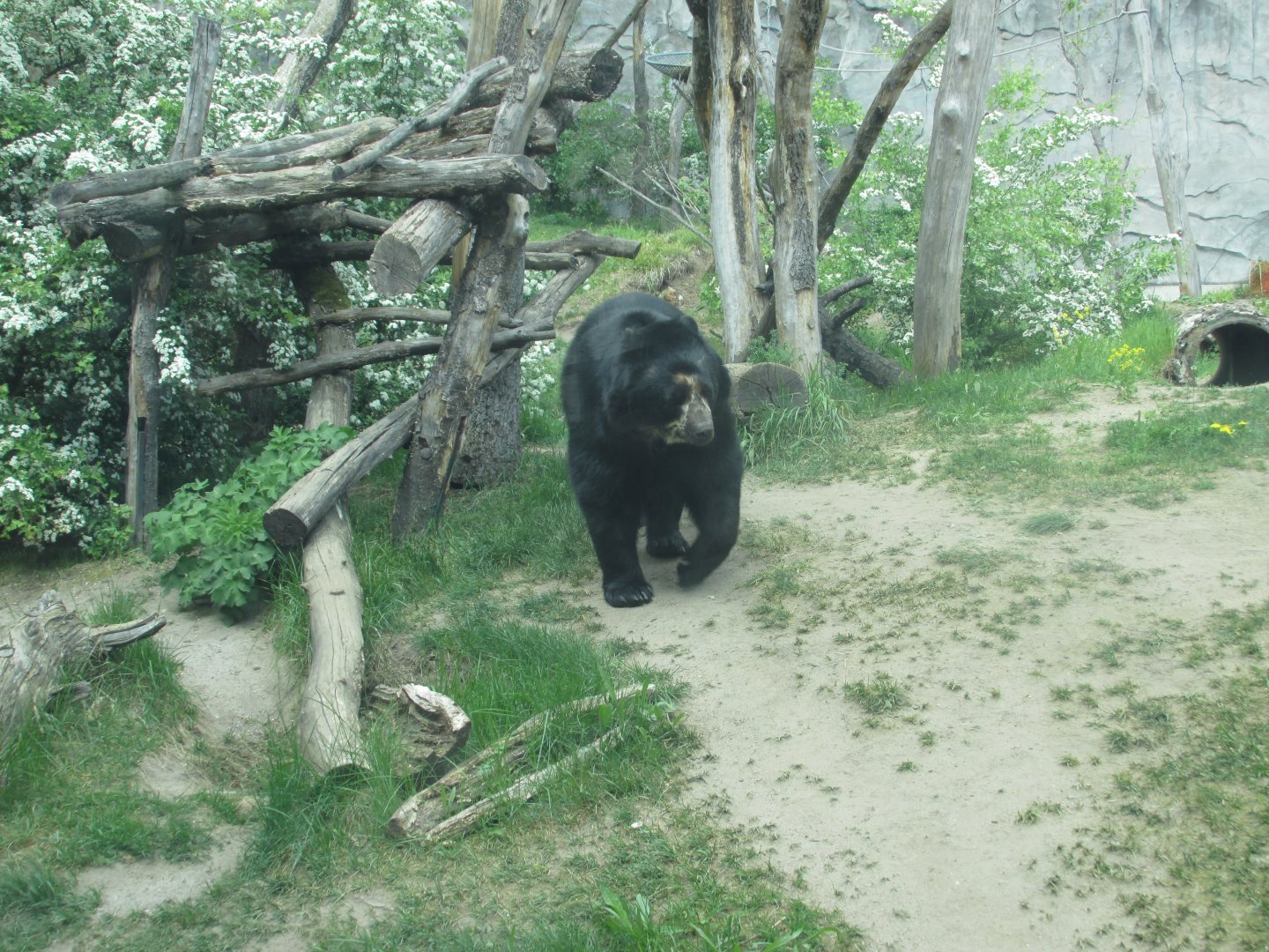 spectacled bear
