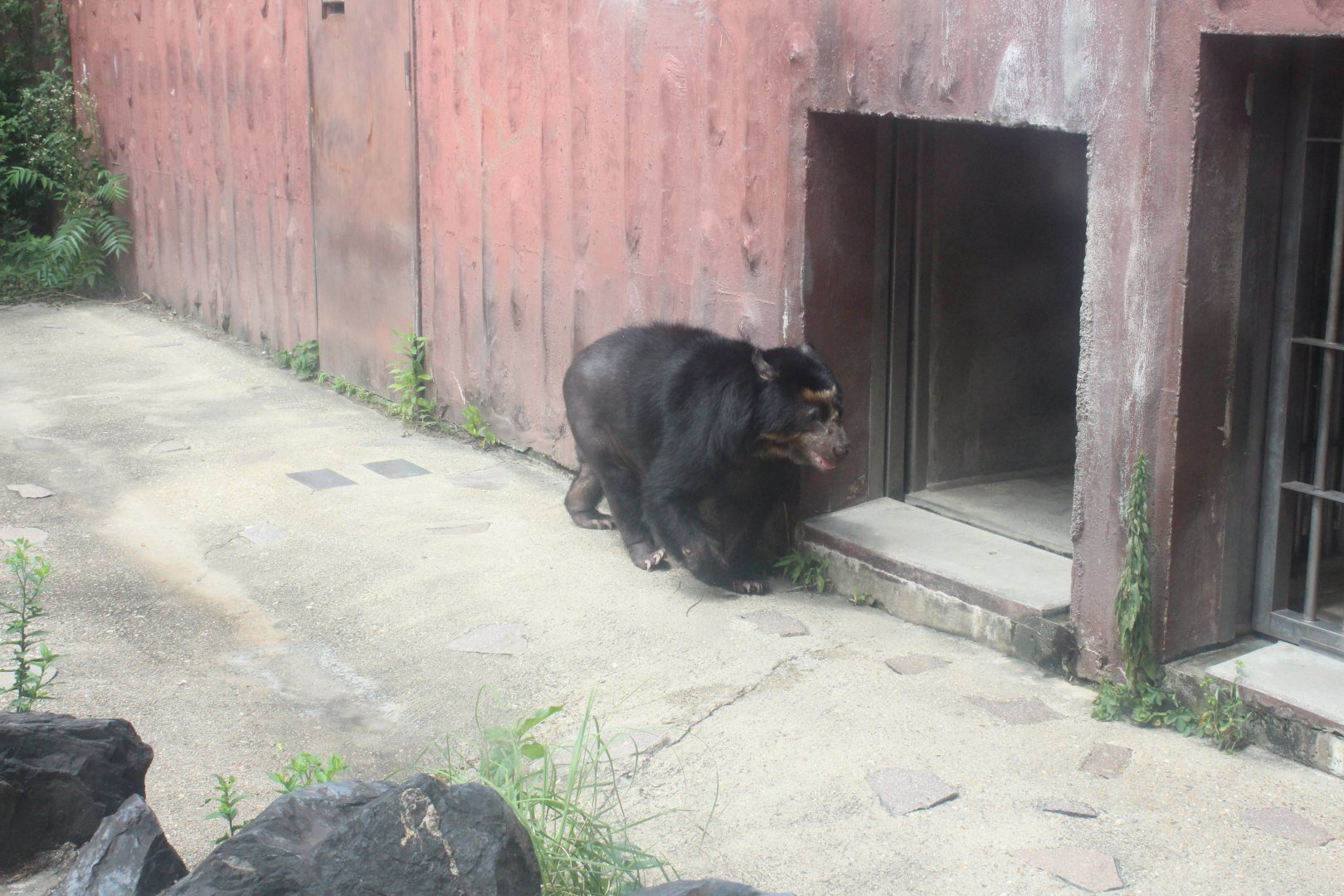 Spectacled bear