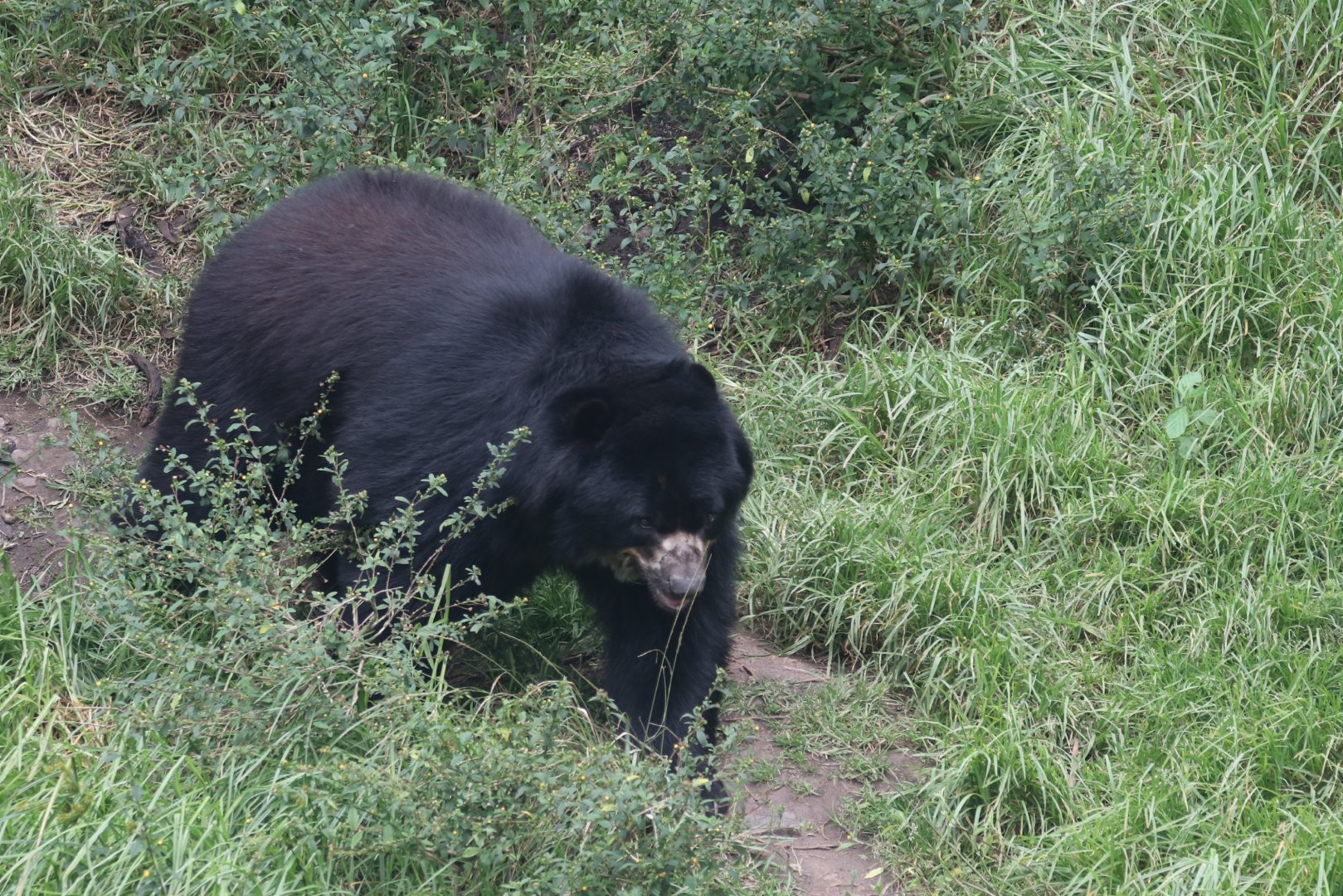 Spectacled bear