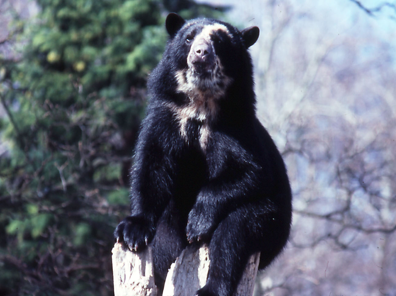 Spectacled Bear