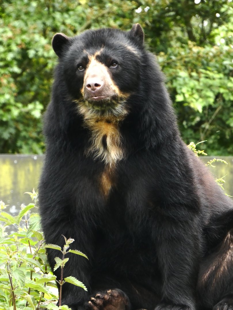 Spectacled Bear