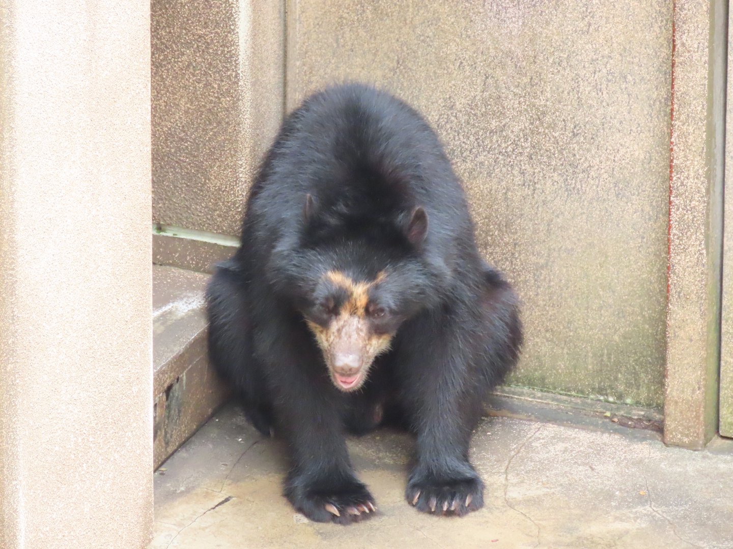 Spectacled bear