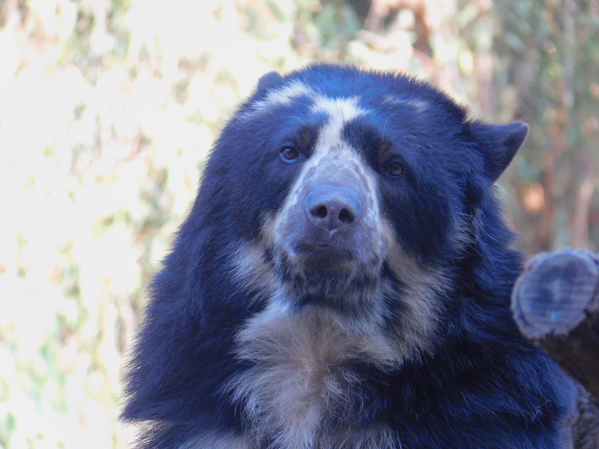 Spectacled Bear