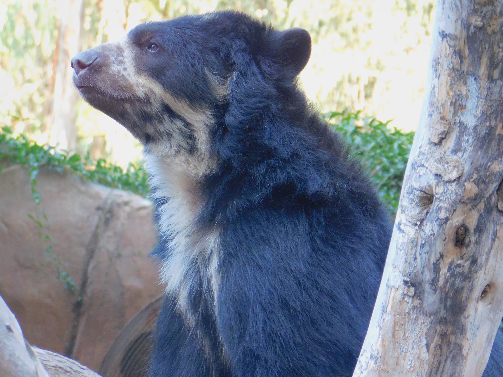 Spectacled Bear