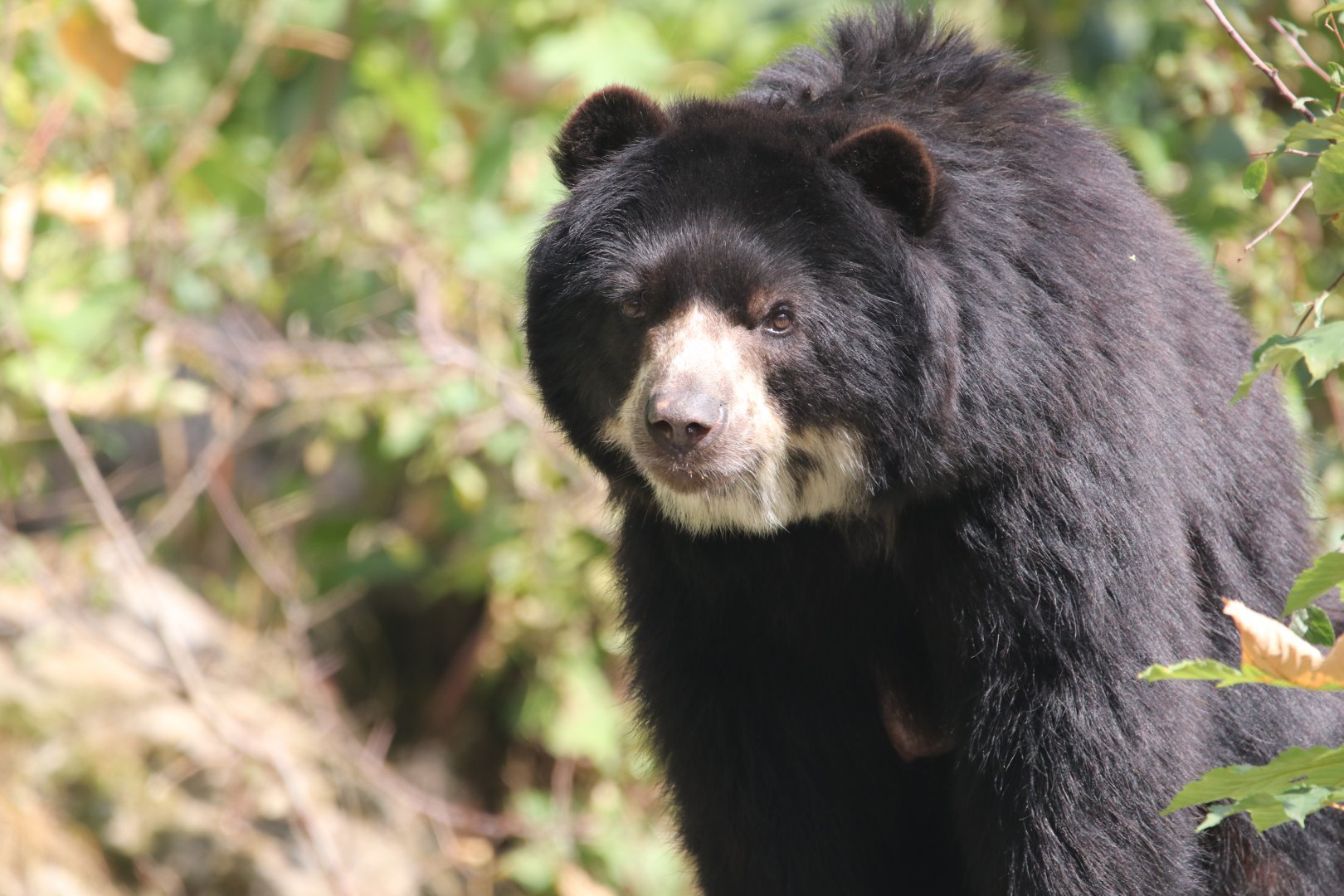 Spectacled bear