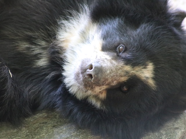 Spectacled Bear