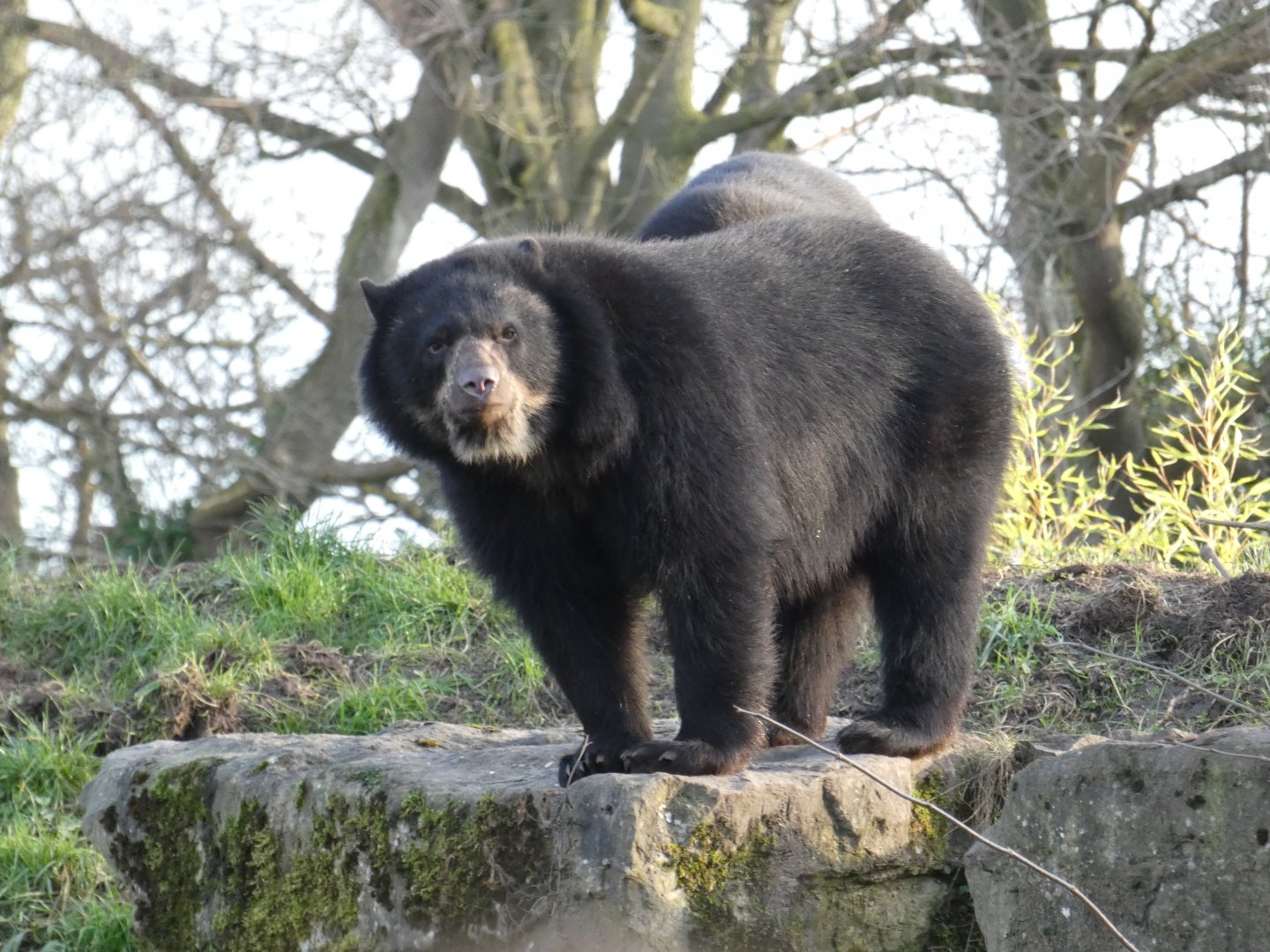 Spectacled bear
