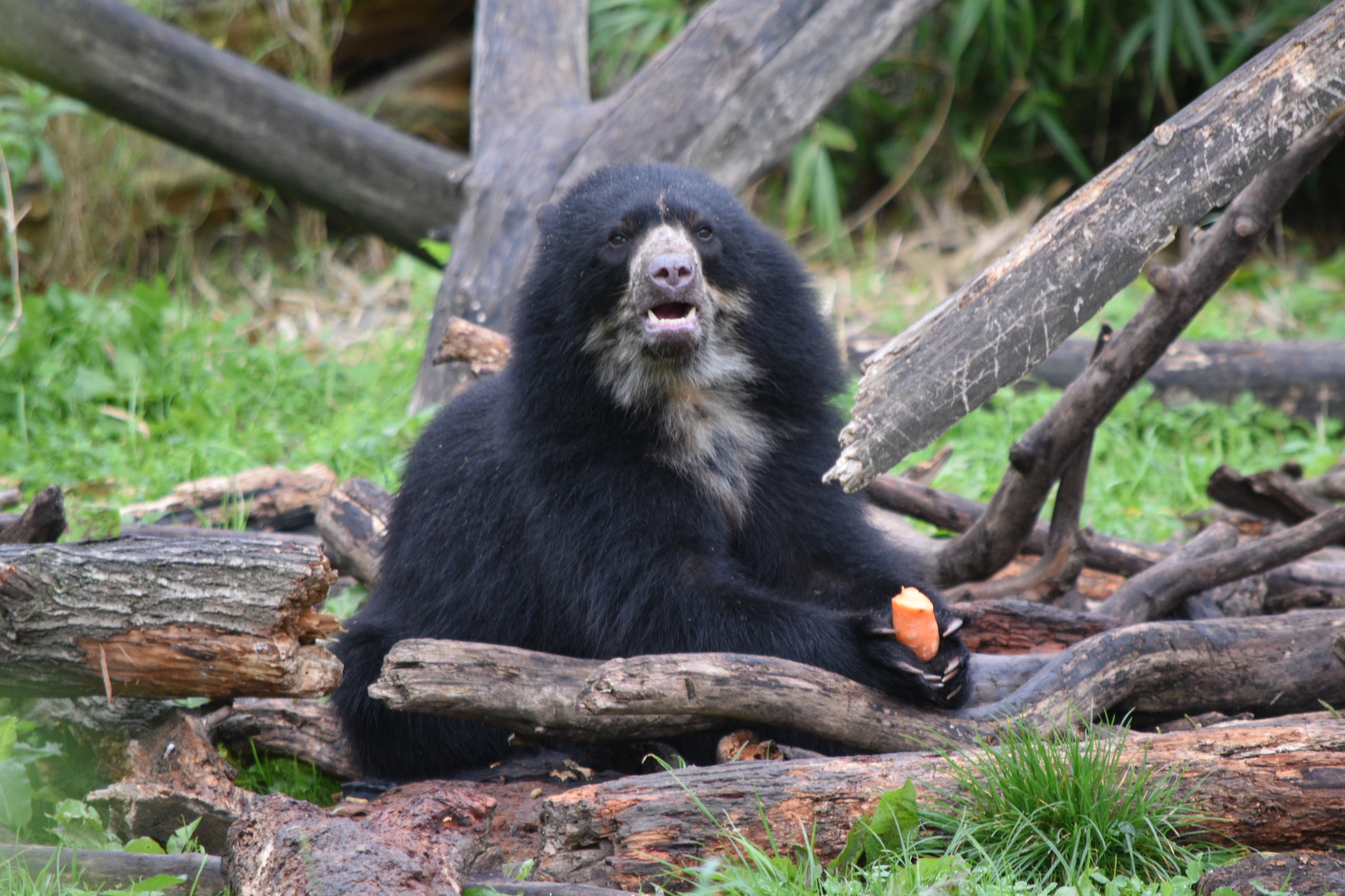 Spectacled Bear