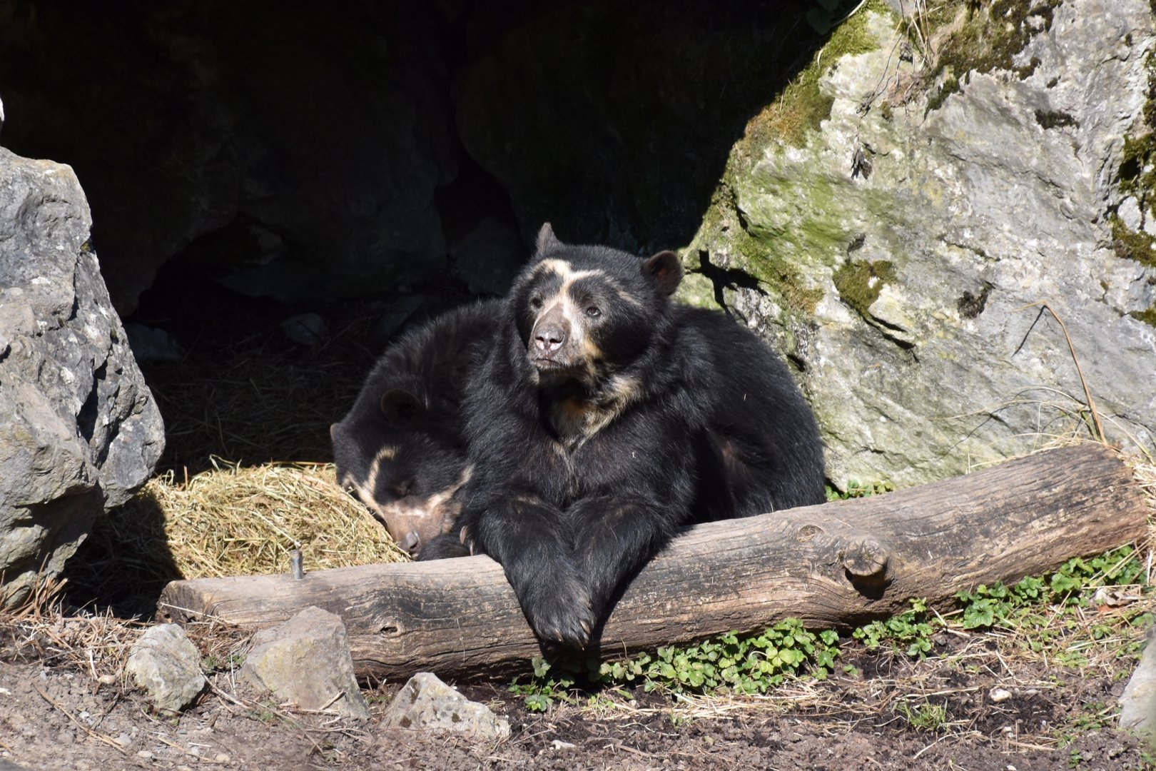 Spectacled bear