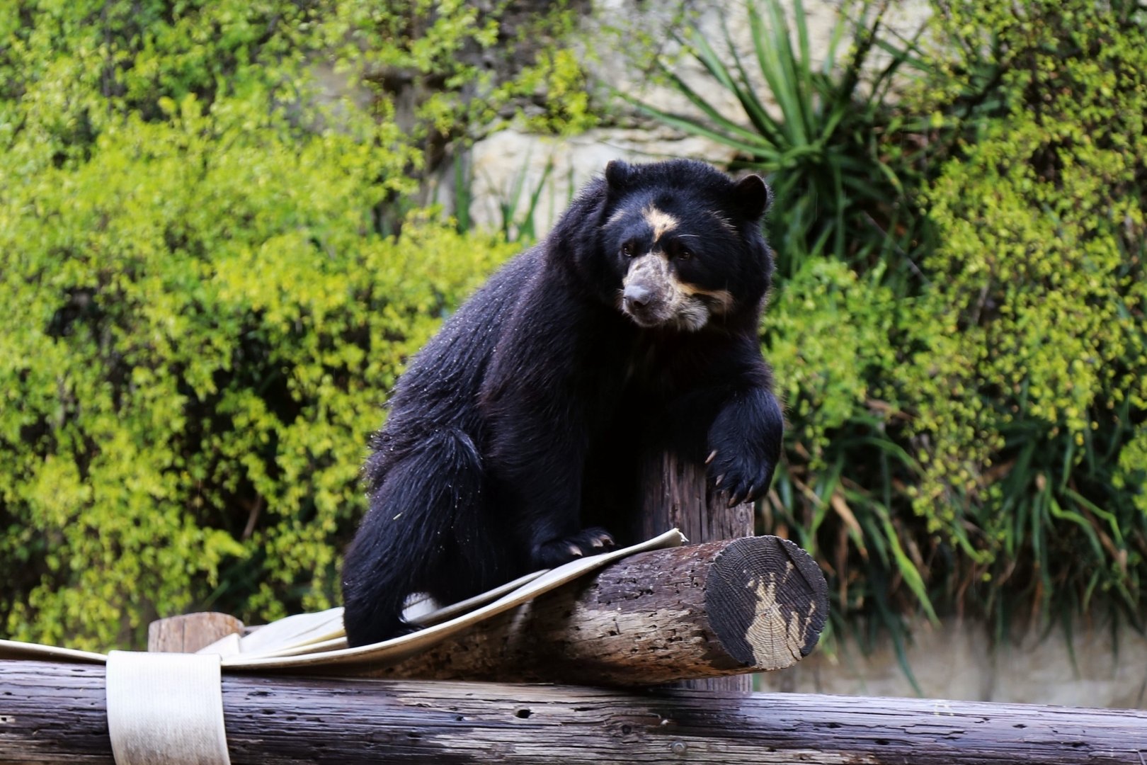 Spectacled Bear