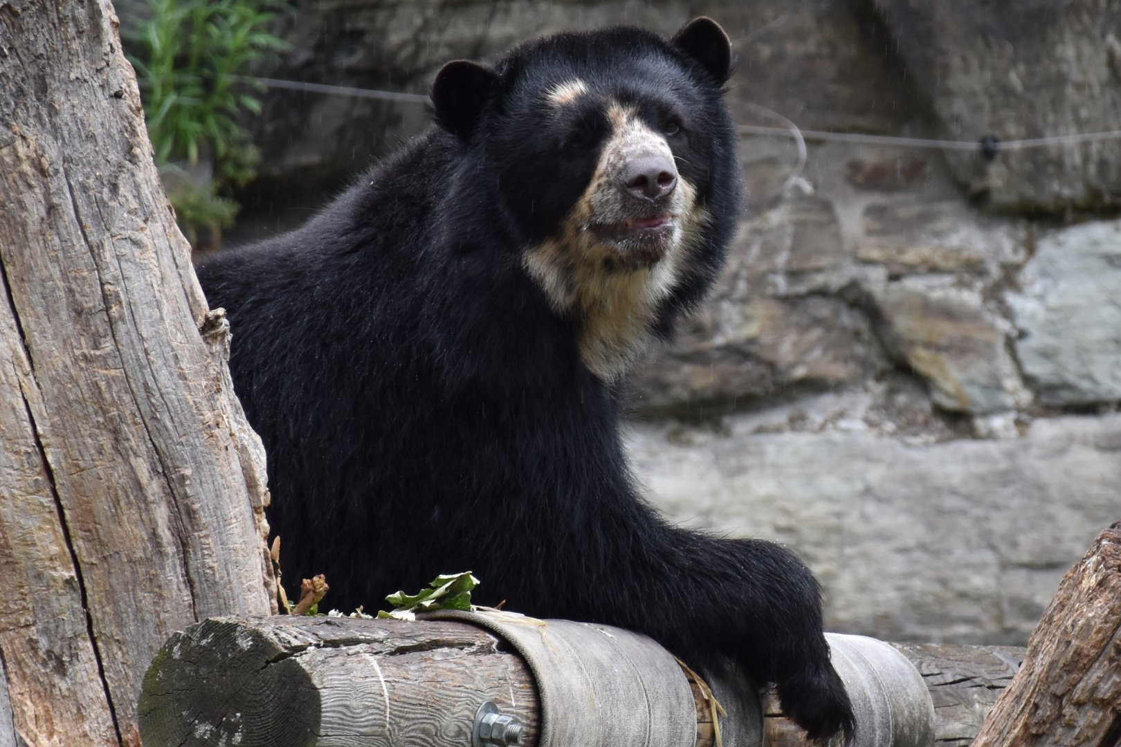 Spectacled bear