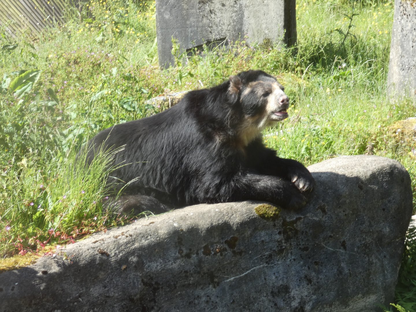 Spectacled bear