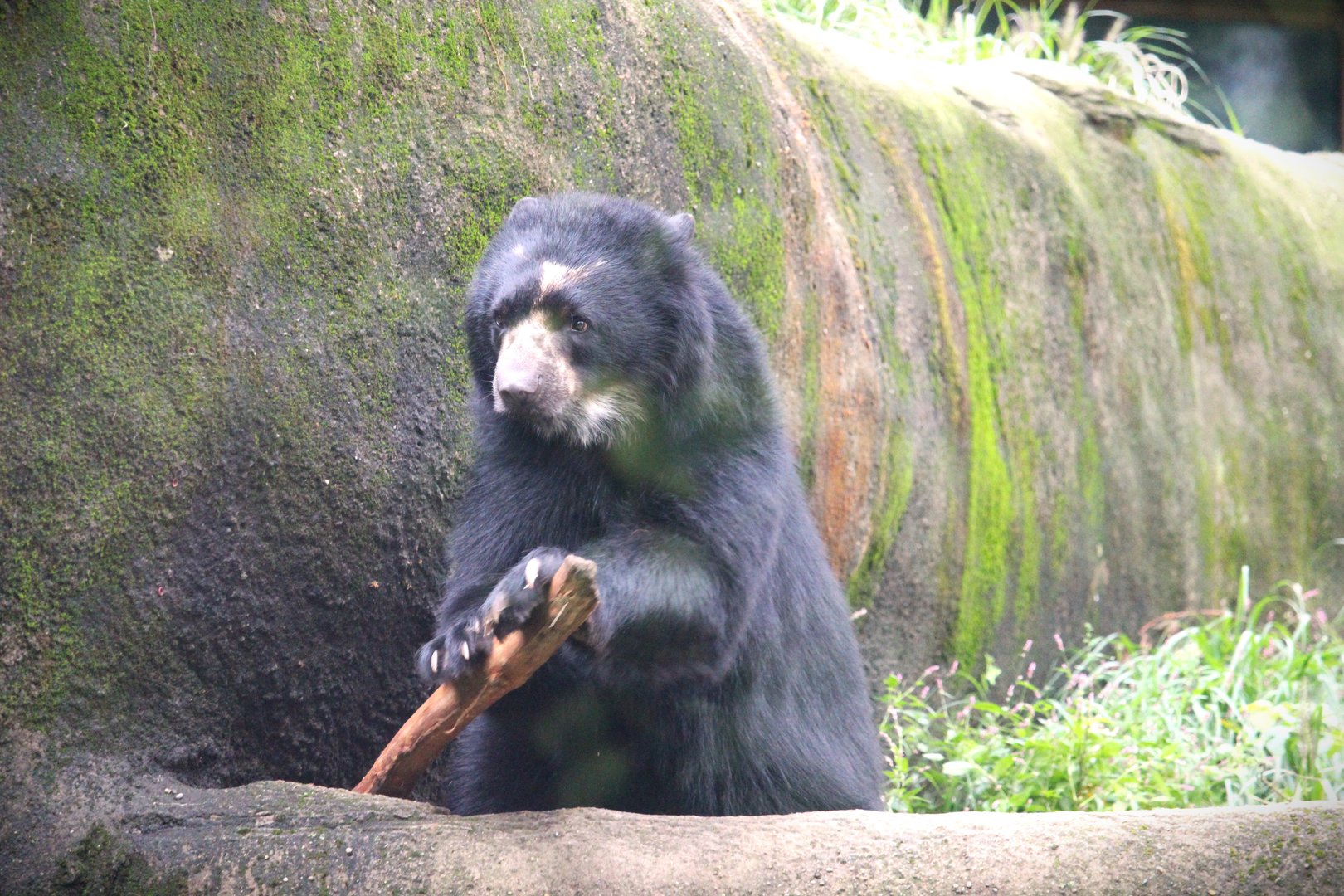 Spectacled Bear