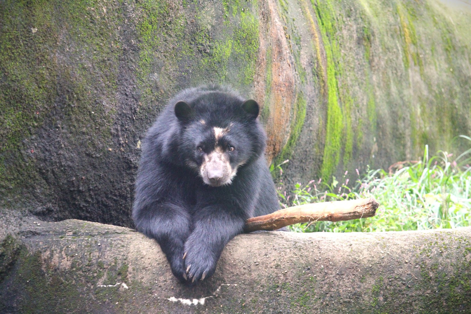 Spectacled Bear
