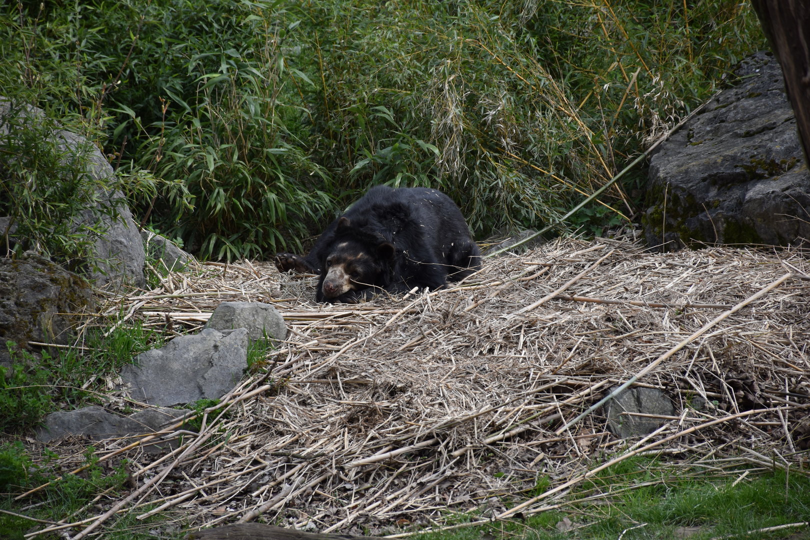 Spectacled bear
