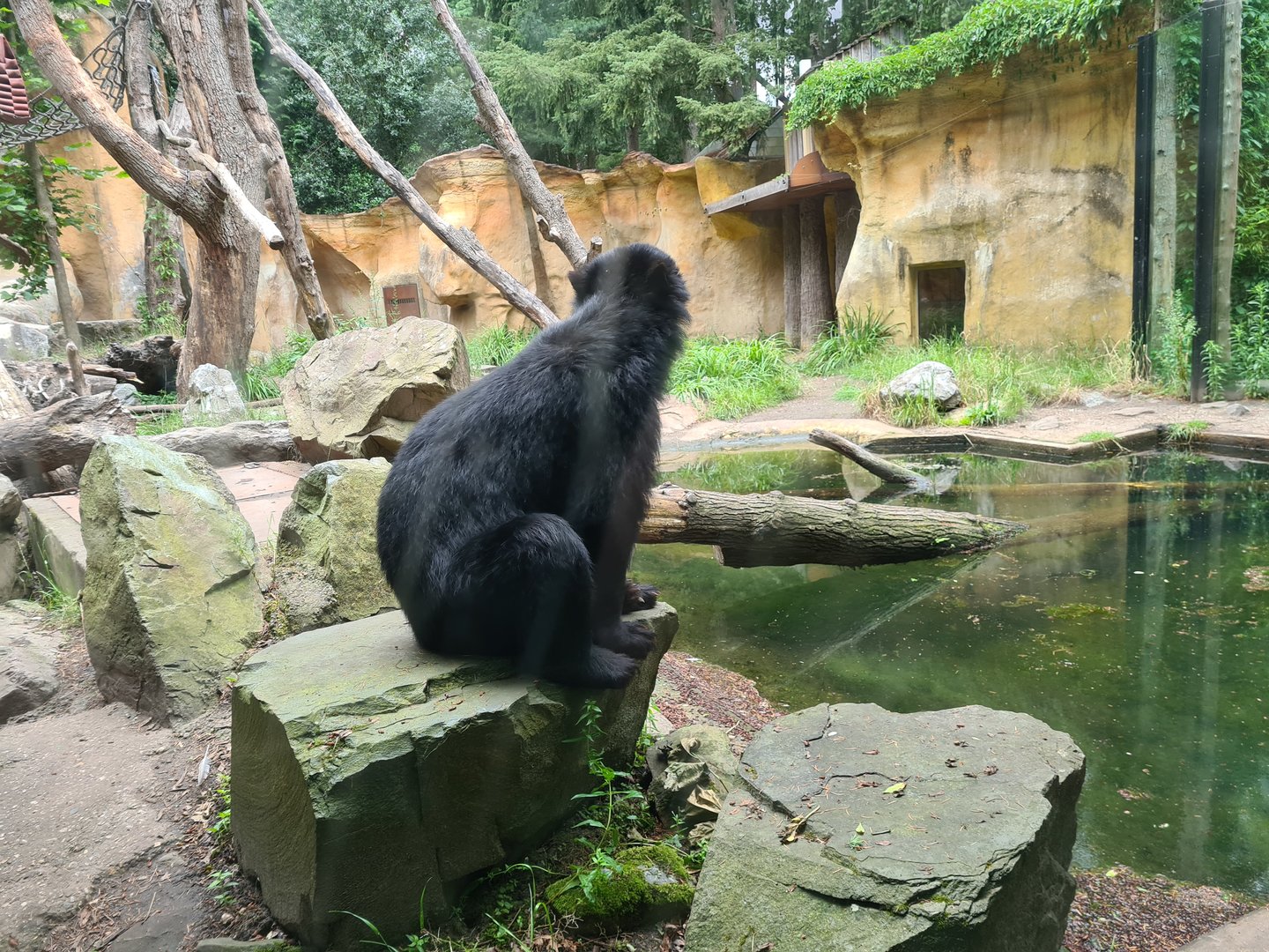 Spectacled bear