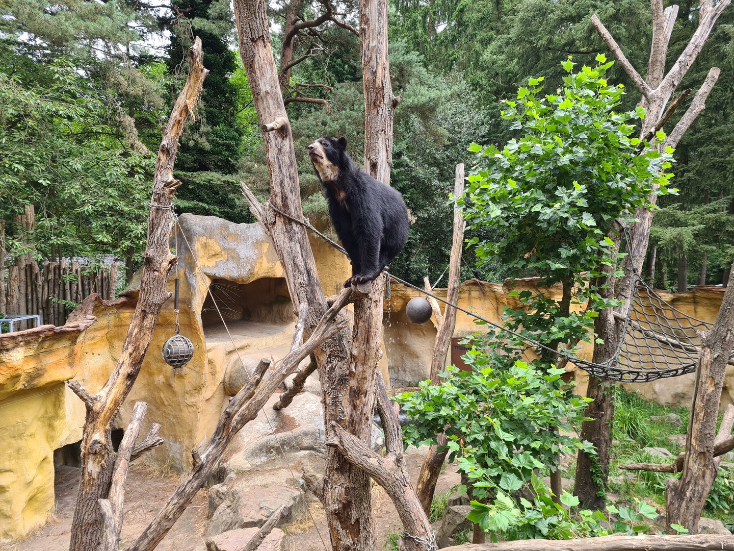 Spectacled bear