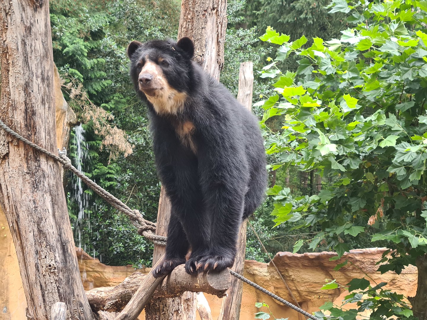 Spectacled bear